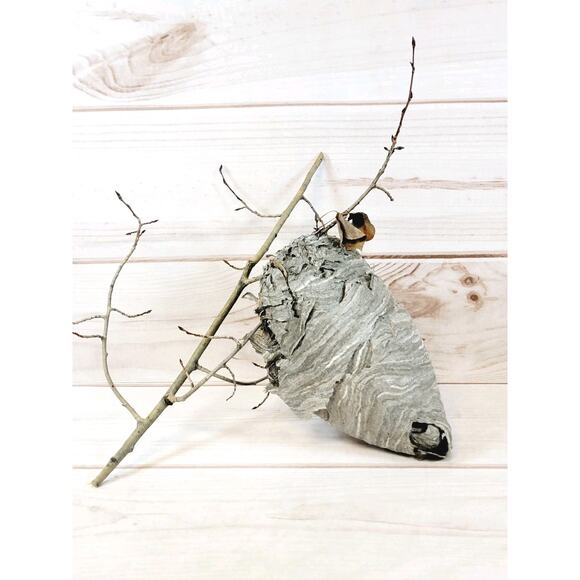 Large Real Hornet's Nest Hive Paper Wasp Bee Decor From Utah Mountains 10" x 6" - Picture 1 of 11